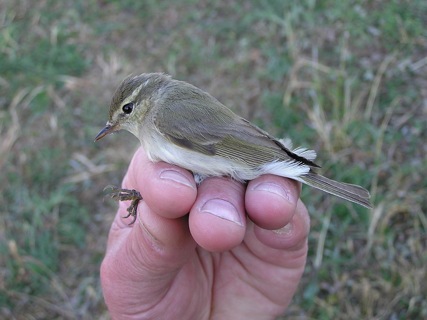 Greenish Warbler, Sundre 20080605